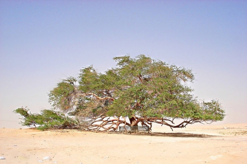 Дерево жизни.jpg